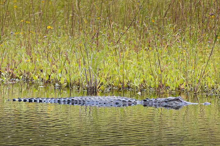 Alligators are among the residents of Florida’s largest and oldest state park