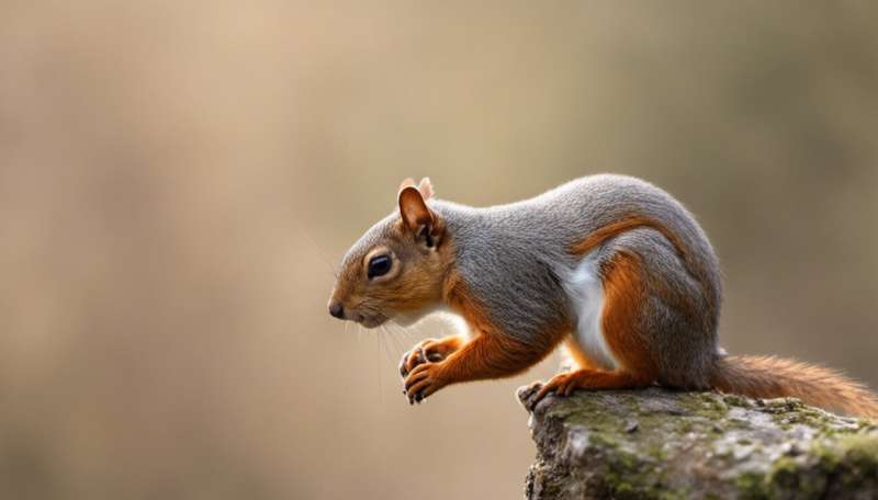 Allow me to introduce myself: Squirrels use rattle calls to identify themselves