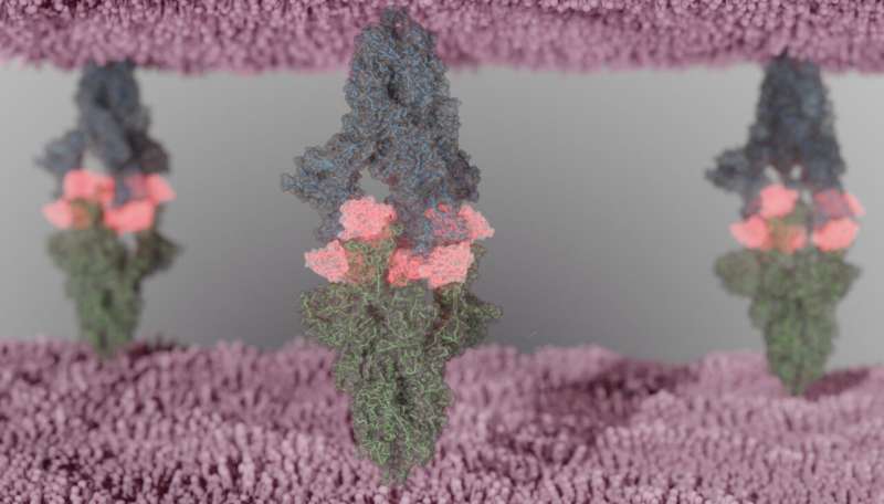Los nanocuerpos de alpaca neutralizan potentemente las variantes del SARS-CoV-2