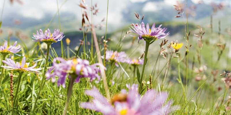Alpine plants respond to climate change