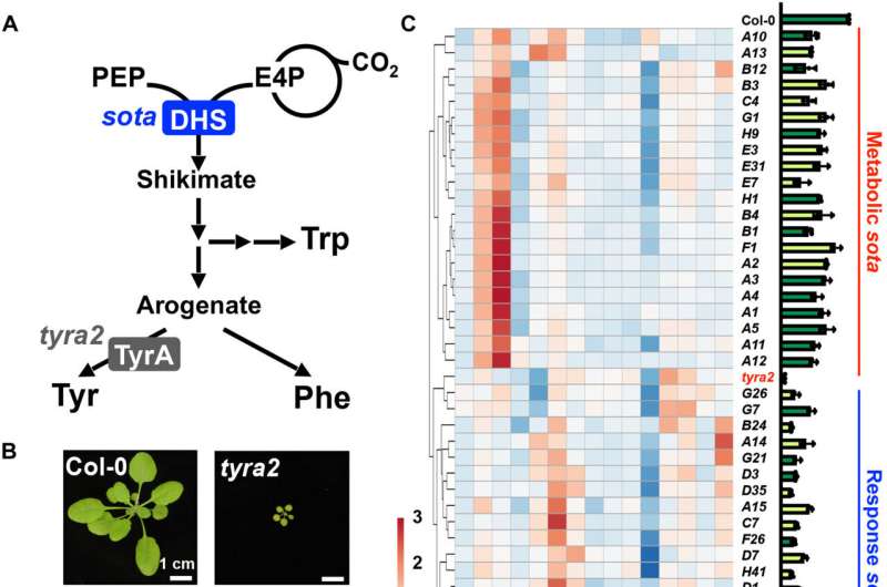 Altered gene helps plants absorb more carbon dioxide, produce more useful compounds