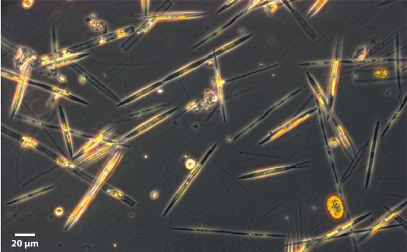 Altruism towards offspring: a study reveals details in diatoms' fitness