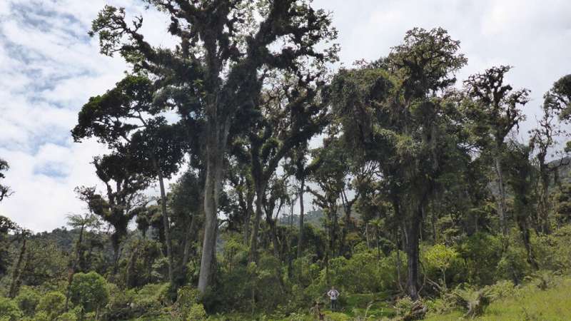 Amazon basin tree rings hold a record of the region's rainfall