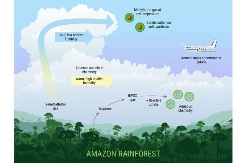 Amazon rainforest foliage gases affect the earth’s atmosphere