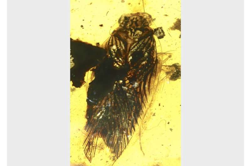 Amber fossil reveals new clues about ancient cockroach ecology