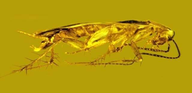 Amber researcher finds new species of cockroach, first fossilized roach sperm