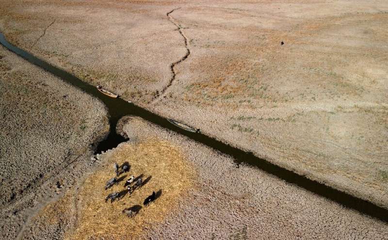 An aerial view shows water buffaloes grazing on straw while surrounded by dried and cracked soil in Iraq's Chibayish Marshes are