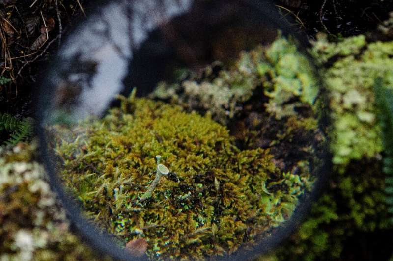 AN Amplified view of A 'miniature forest' formed by moss and lichen at the Omora Etnobotanical Park in Puerto Williams