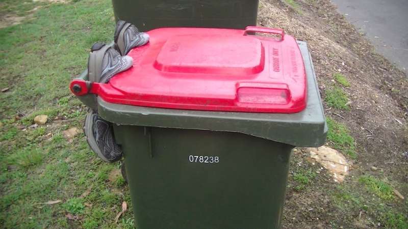 An arms race over food scraps: Sydney's parrots are still opening curbside bins, despite our best efforts to stop them