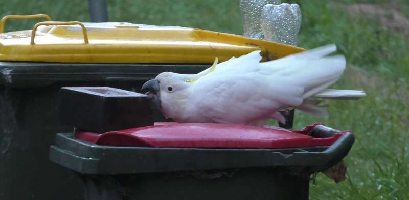 An arms race over food waste: Sydney cockatoos are still opening kerb-side bins, despite our best efforts to stop them