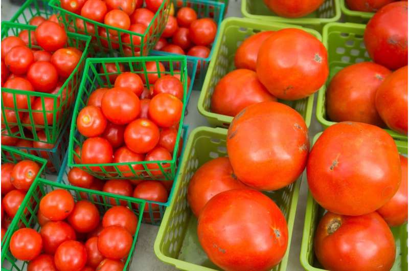 An aromatic tomato could be looming – a la heirloom varieties, say UF scientists