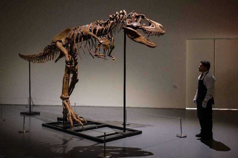 An art handler looks at a Gorgosaurus skeleton measuring 10 feet tall (3.04 meters) at Sotheby’s in New York, on July 05, 2022