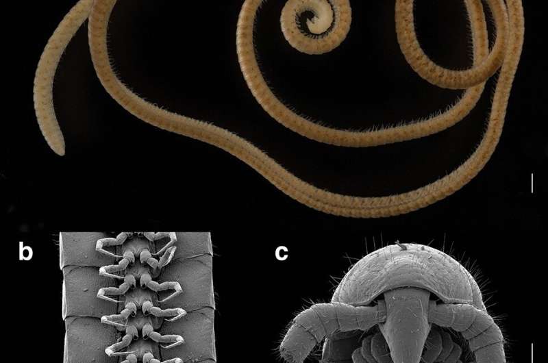 An evolutionary tale: The first true millipede