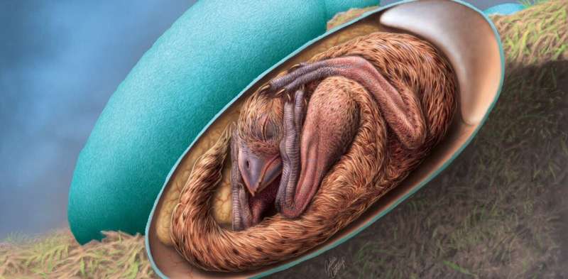 An exquisitely preserved egg reveals what birds have inherited from dinosaurs