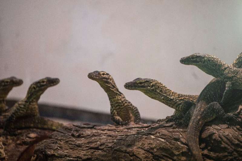 An Indonesian zoo has welcomed dozens of new baby Komodo dragons hatched in captivity in recent months as part of a breeding pro