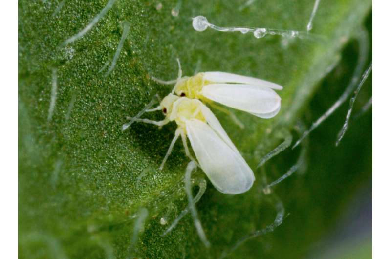 An insect pest acquires multiple plant genes