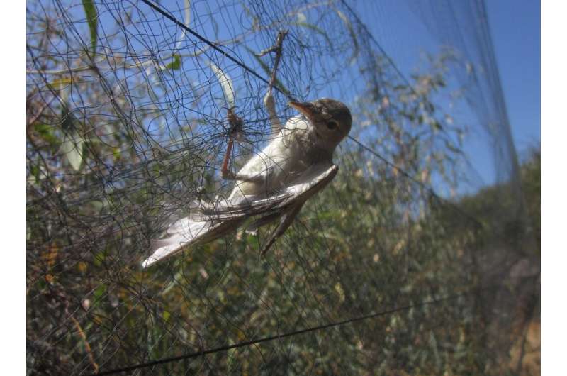 An Olivaceous Warbler caught in a mist net, in a photo released by BirdLife Cyprus on April 16, 2014
