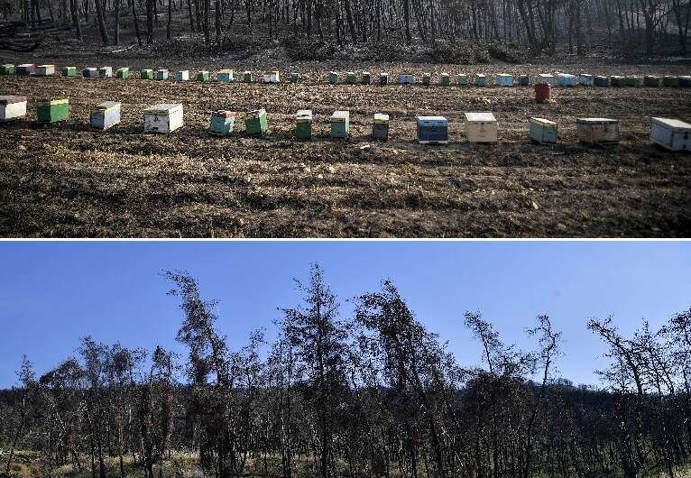 An olive grove near the village of Rovies, pictured after the fire in August 2021 above, and in June 2022 below