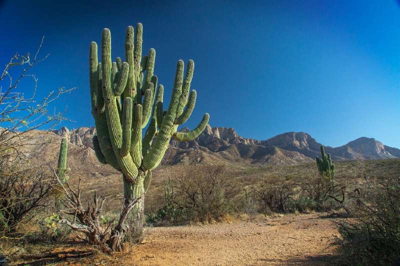 An undated image courtesy of Arizona State Parks and Trails shows a 200-year-old Saguaro vactus at Catalina State Park before it