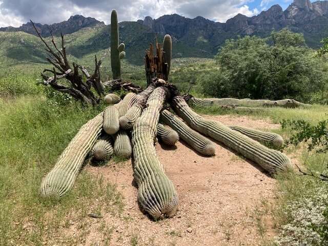 An undated image courtesy of Arizona State Parks and Trails shows a 200-year-old Saguaro cactus at Catalina State Park after it 