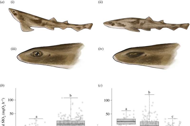 Analysis of draughtsboard sharks' metabolic rates suggests they sleep