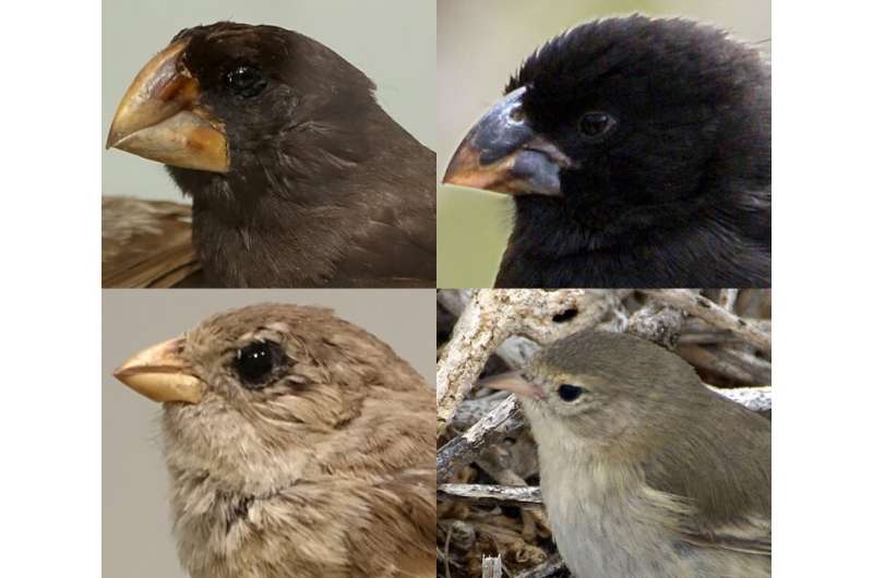 Ancestral genetic variation essential for rapid evolution of Darwin's finches