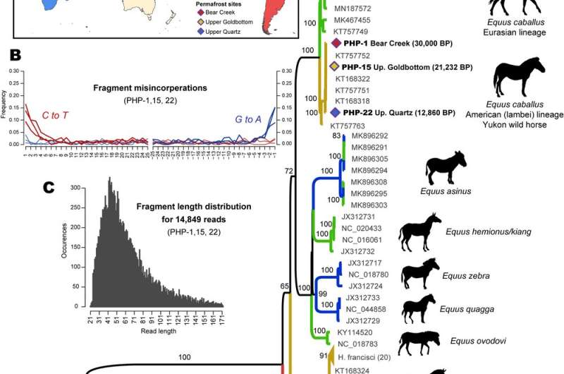 El ADN antiguo indica que el mamut lanudo vagó por la tierra más recientemente de lo que se pensaba
