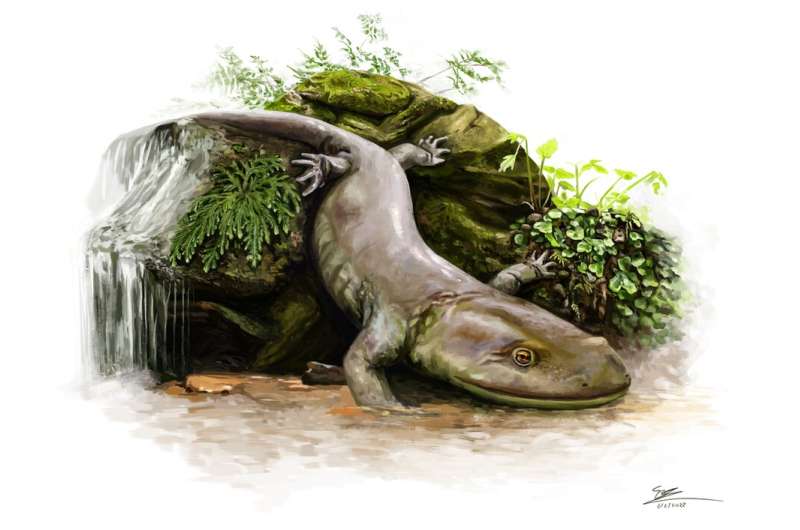 Ancient salamander was hidden inside mystery rock for 50 years — new research