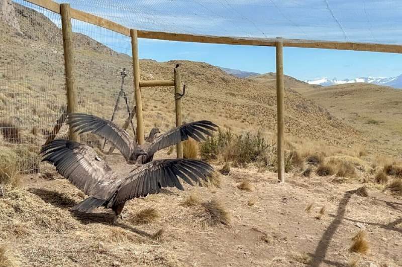 Andean condors Pumalin and Liquine underwent rehabilitation for 14 months after being found on the verge of death