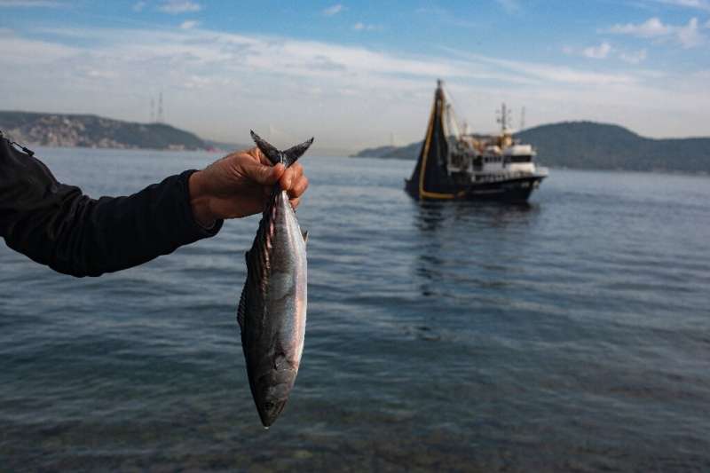 Angler Mehmet Dogan holds up a bonito he caught on the Bosphorus in Istanbul, as a boat hauls in its catch