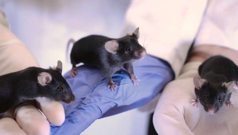 Animal research: Influence of experimenters on results less strong than expected