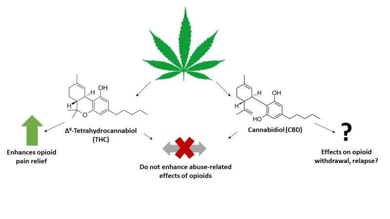 Animal study shows safety of using CBD and THC with opioids