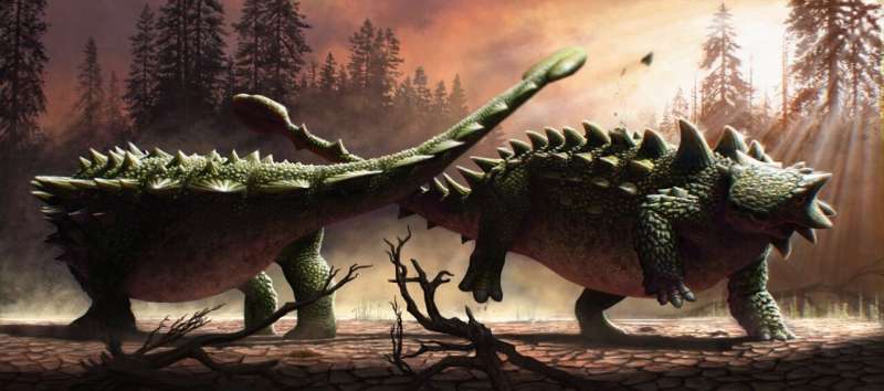 Анкилозавры сражались друг с другом не меньше, чем с тираннозавром.