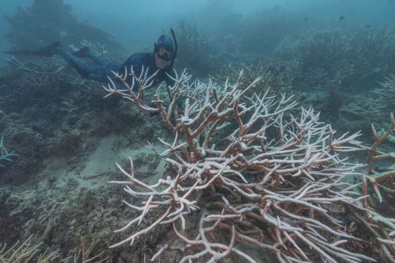 Another mass bleaching event is devastating the Great Barrier Reef. What will it take for coral to survive?