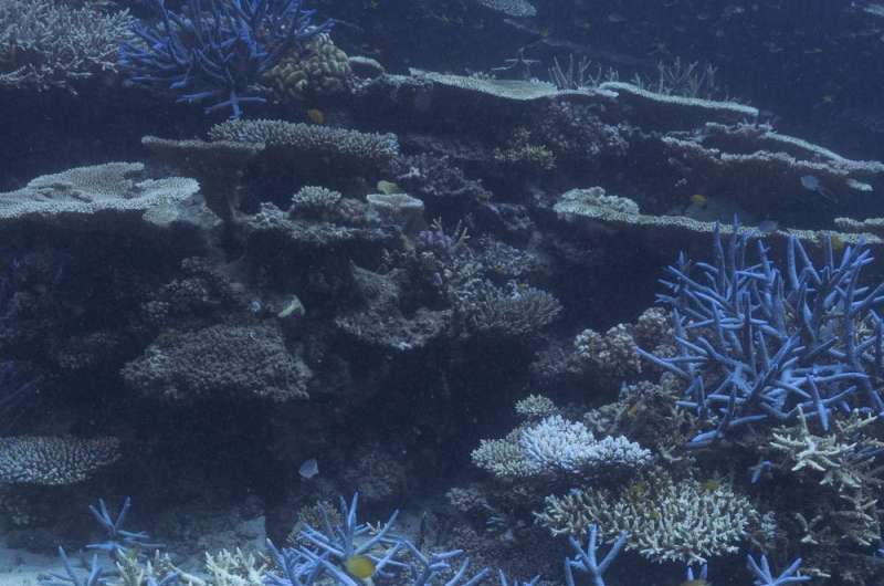 Another mass bleaching event is devastating the Great Barrier Reef. What will it take for coral to survive?