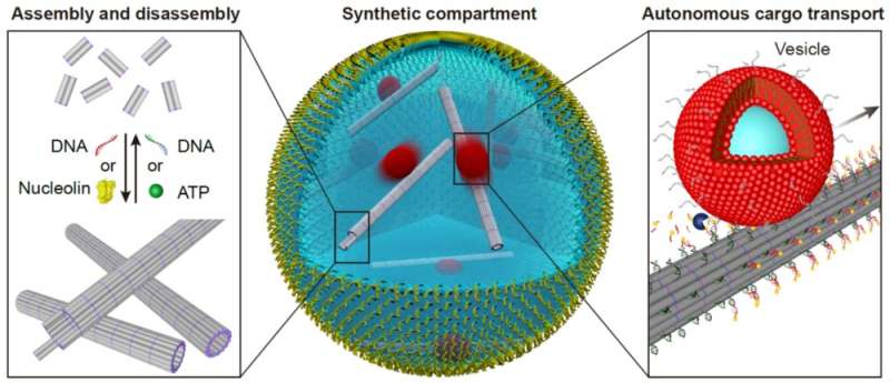 Another step toward synthetic cells