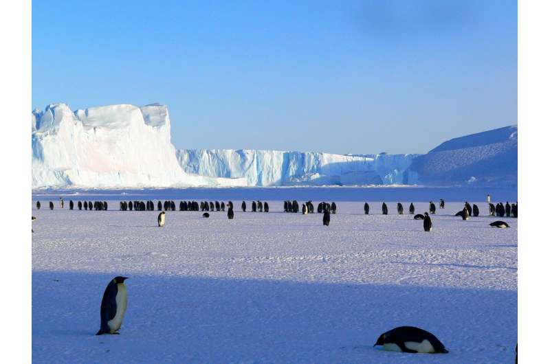 Antarctica's emperor penguins could be extinct by 2100—and other species may follow if we don't act