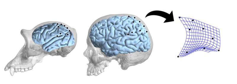 Anthropology and neuropsychology to study how the brain evolved