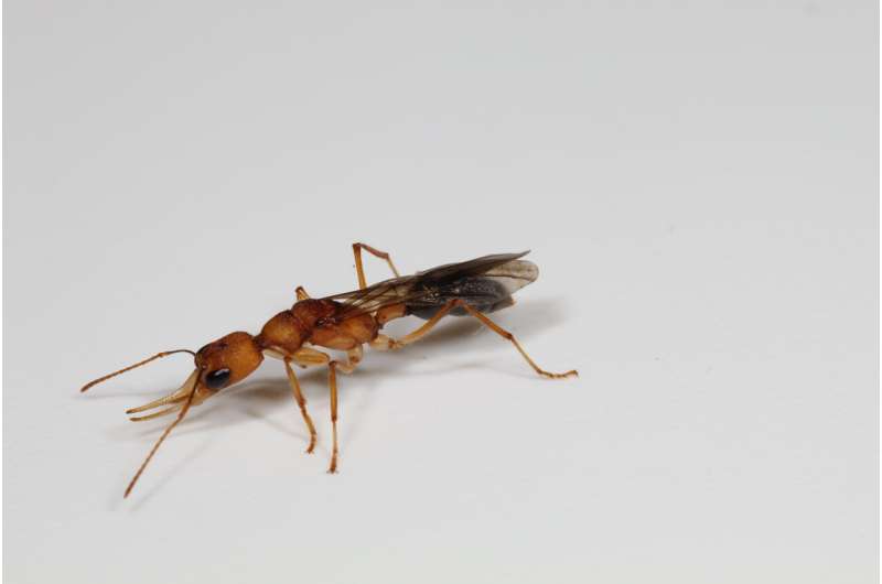 Een anti-insuline-eiwit gekoppeld aan een lange levensduur en voortplanting bij mieren