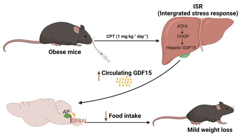 Anti-tumor drug promotes weight loss in mice