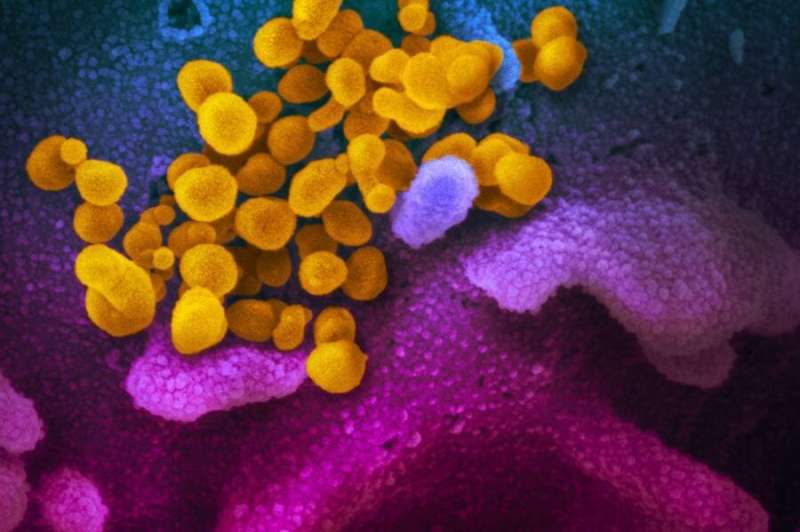 Antibodies point researchers toward broad coronavirus vaccines
