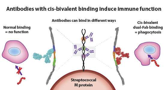 Antibody discovery paves way for new therapies against group A streptococcal infections