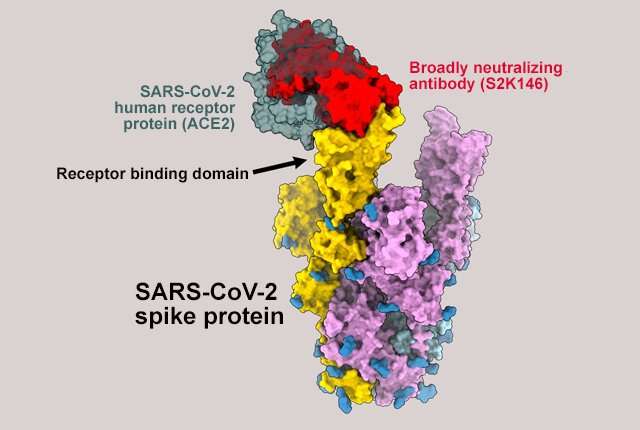 Antibody that inhibits broad range of sarbecoviruses found