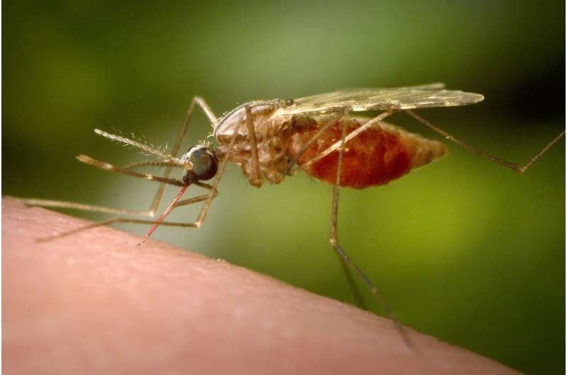 Antibody treatment tested as new tool against malaria thumbnail