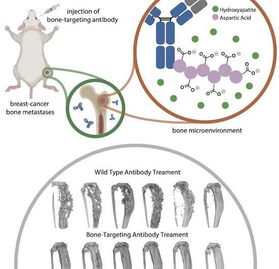 Antibody with engineered peptide targets bone metastasis | Rice News | News and Media Relations