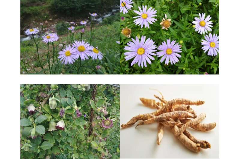Antiviral substances discovered within native plants in South Korea