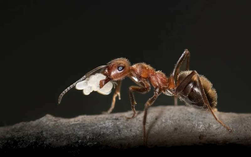 Ants shed light to predicting evolution after hybridisation