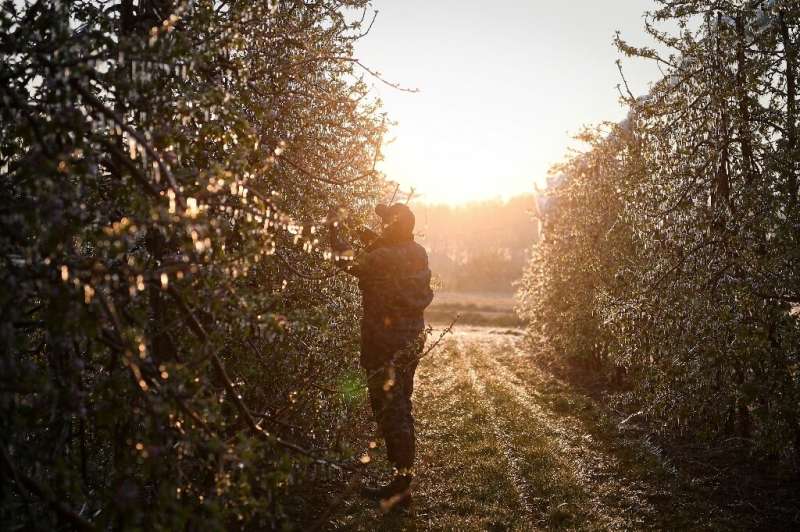 Apple trees were sprayed with water in the hope that ice would protect buds from colder temperatures