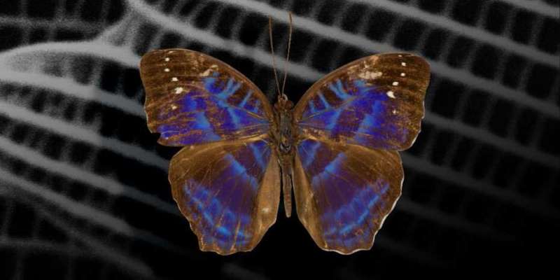 Using butterfly morphology to 3D print colored nanostructures