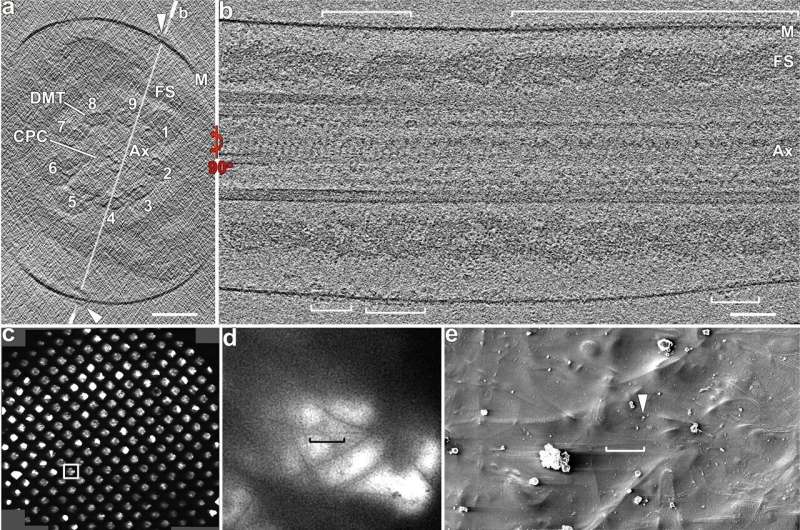Architecture of the tail drives sperm forward